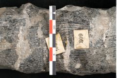Foto (Detailansicht) von Calamites communis Ettingshausen (NHMW-GEO-2024-0188-10963)